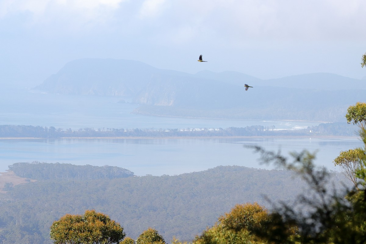 Eastern Rosella - ML614333624