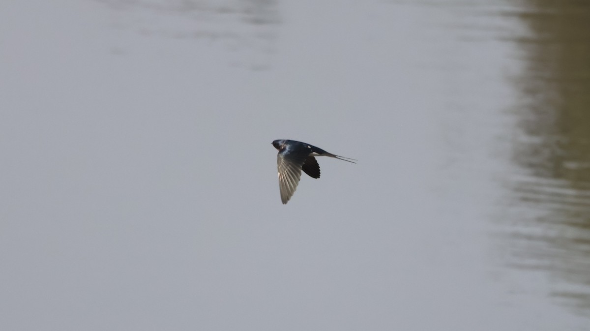 Barn Swallow - ML614333676