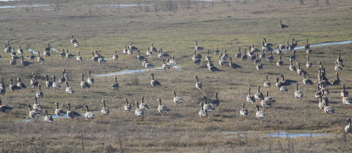 Greater White-fronted Goose - ML614333722