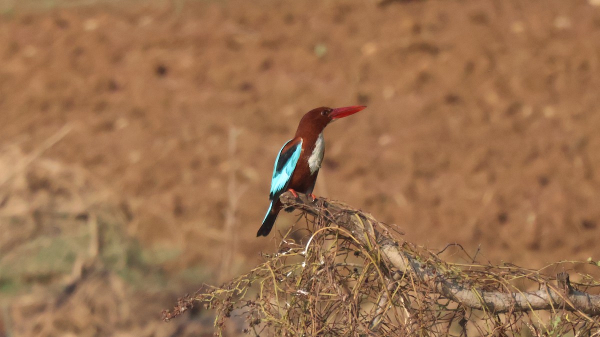 White-throated Kingfisher - ML614333725