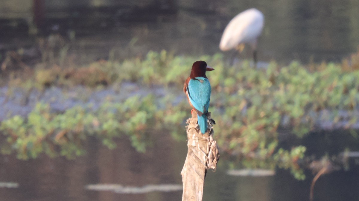 White-throated Kingfisher - Anonymous