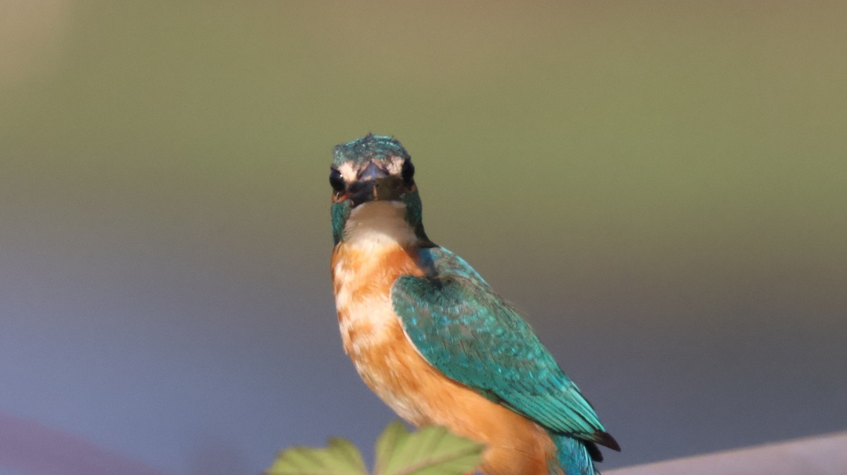 Common Kingfisher - ML614333740