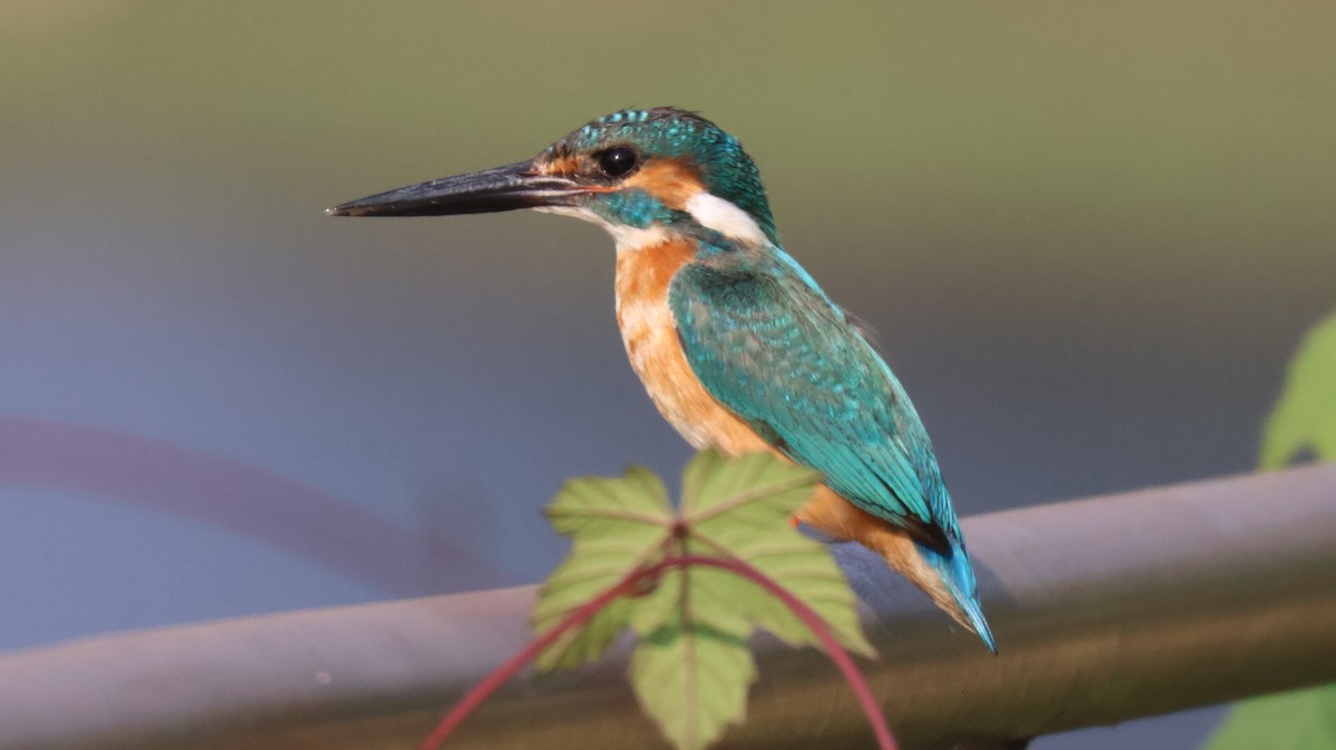 Common Kingfisher - Anonymous