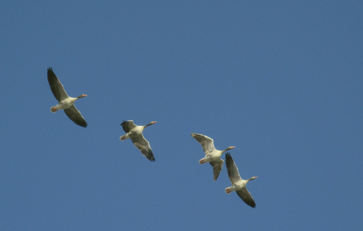 Graylag Goose - ML614333743
