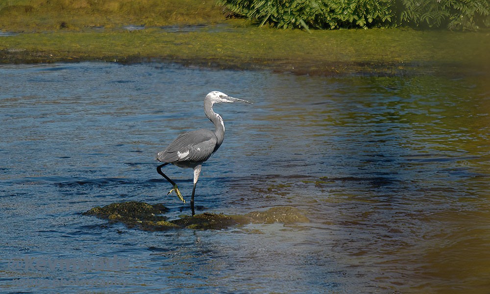 Little Egret x Western Reef-Heron (hybrid) - ML614333753