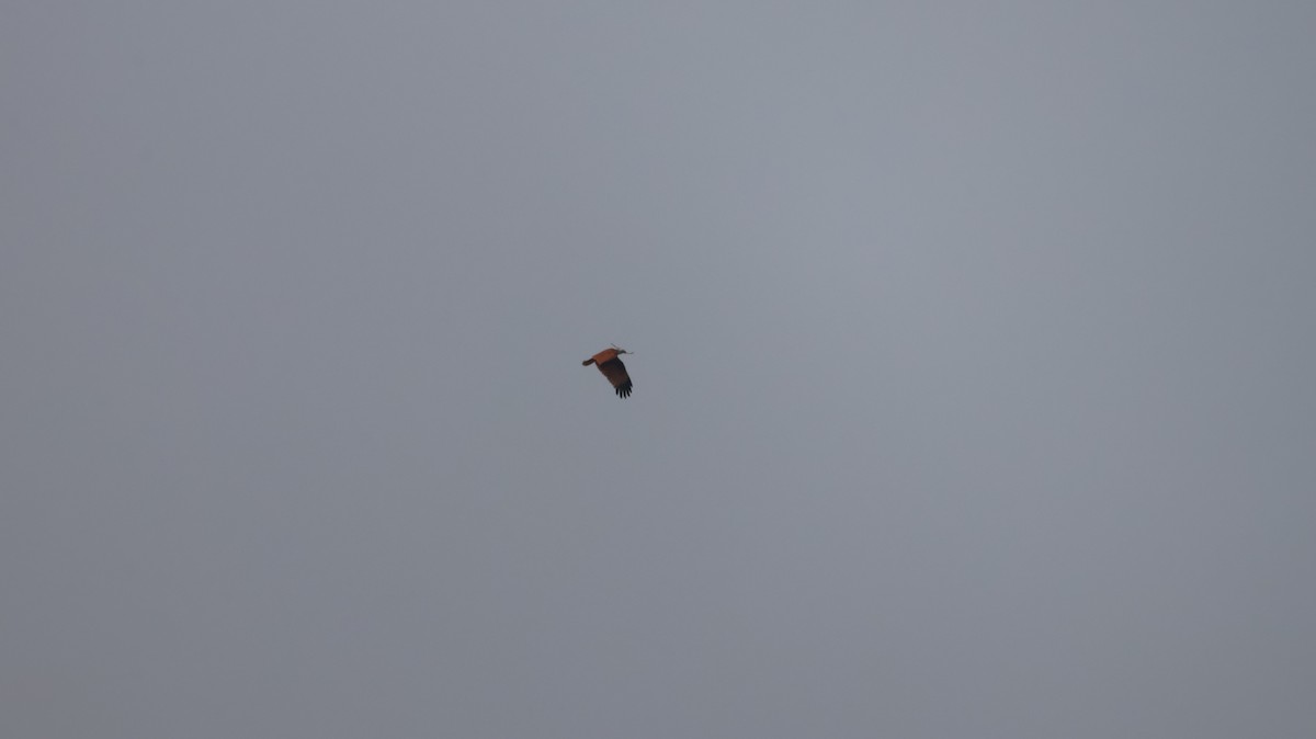 Brahminy Kite - Anonymous