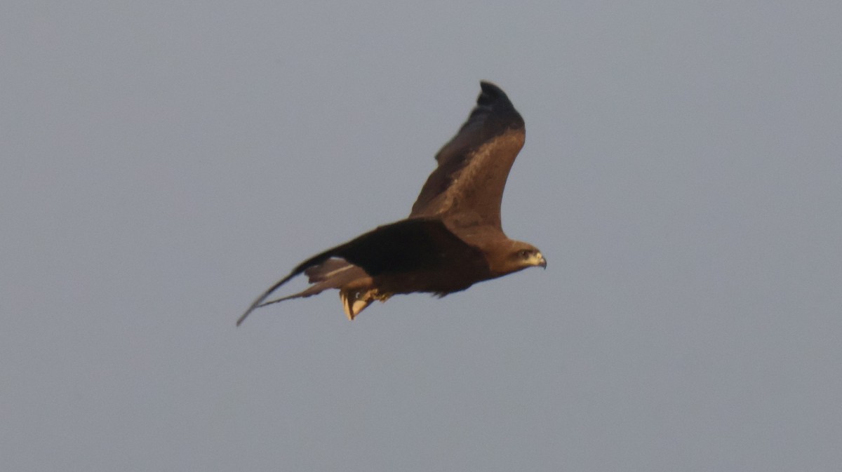 Black Kite - ML614333763