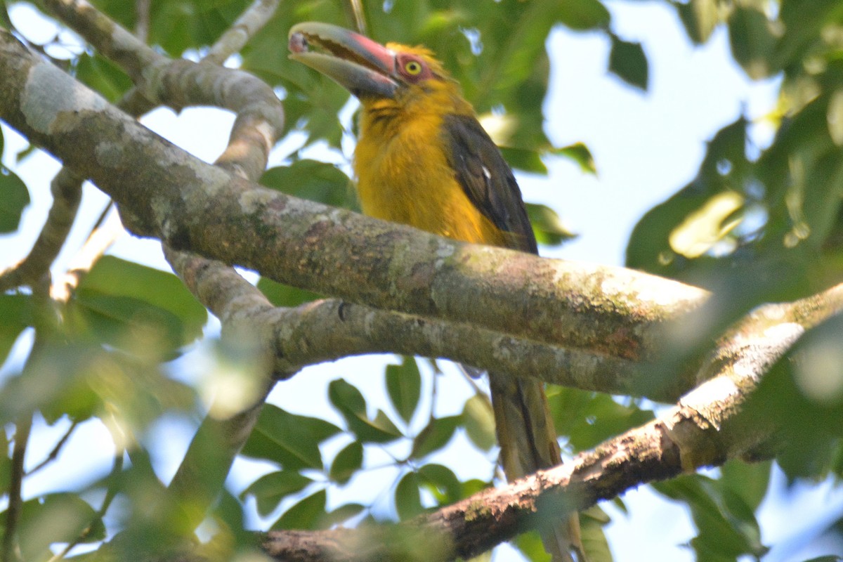 Saffron Toucanet - Dante Gabriel Moresco