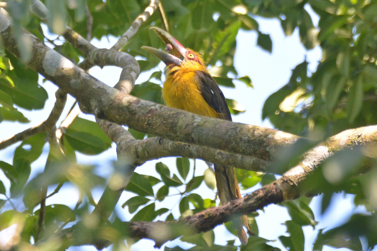 Saffron Toucanet - Dante Gabriel Moresco