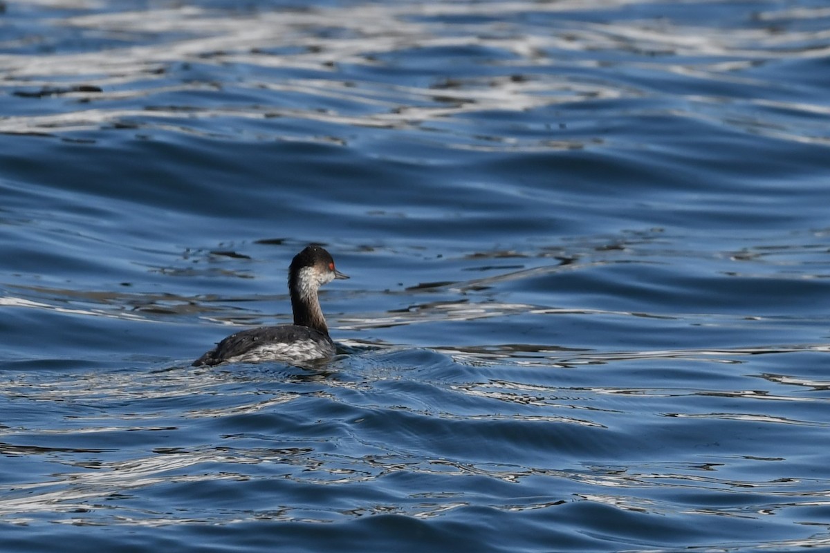 Eared Grebe - ML614333790