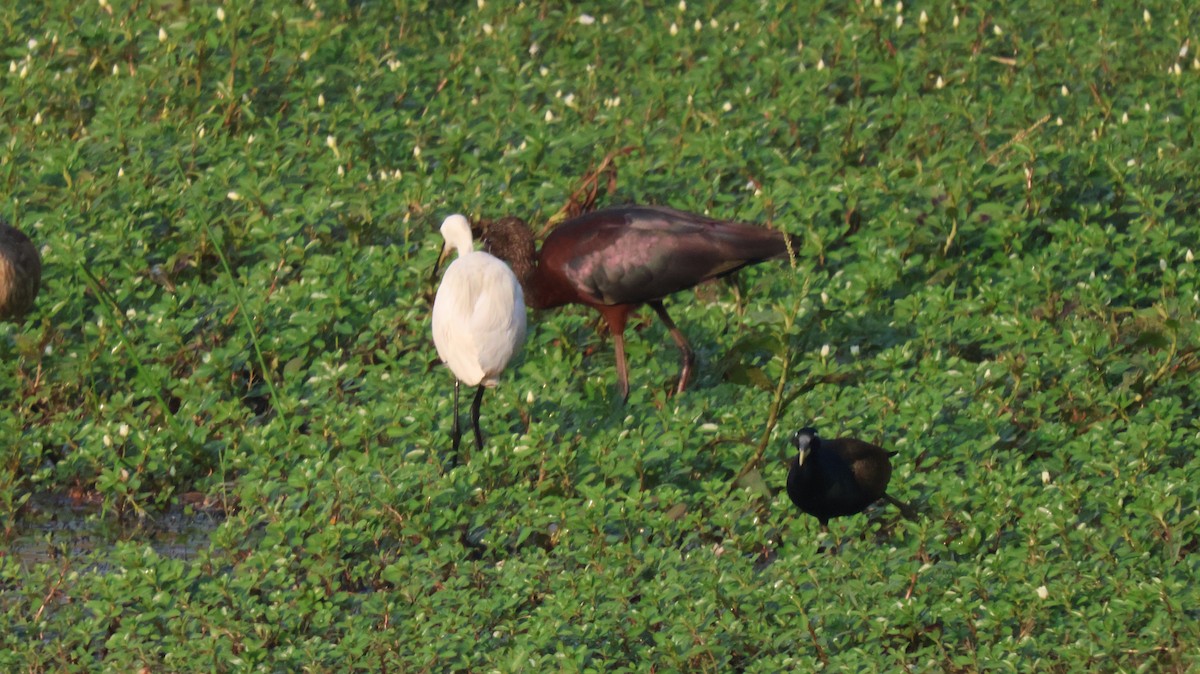 Glossy Ibis - ML614333800