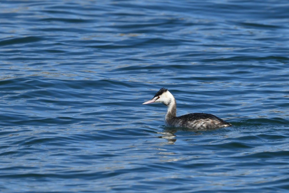 Great Crested Grebe - ML614333803
