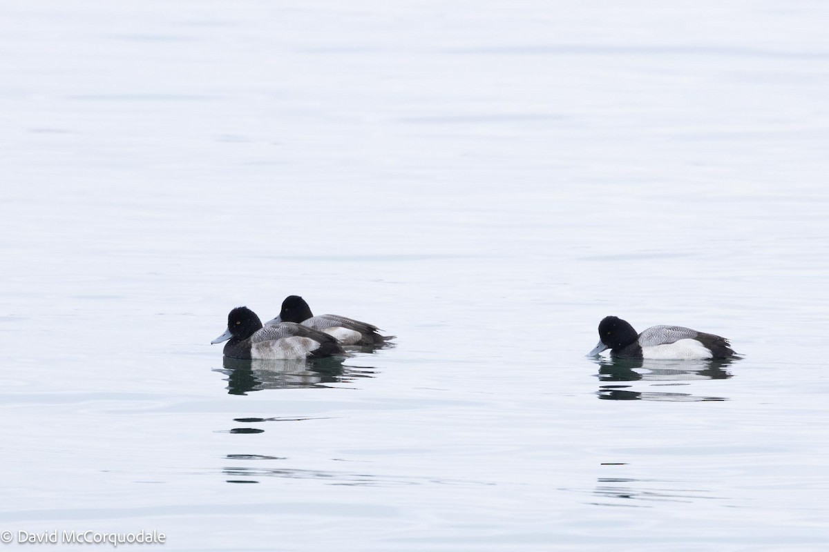 Lesser Scaup - David McCorquodale