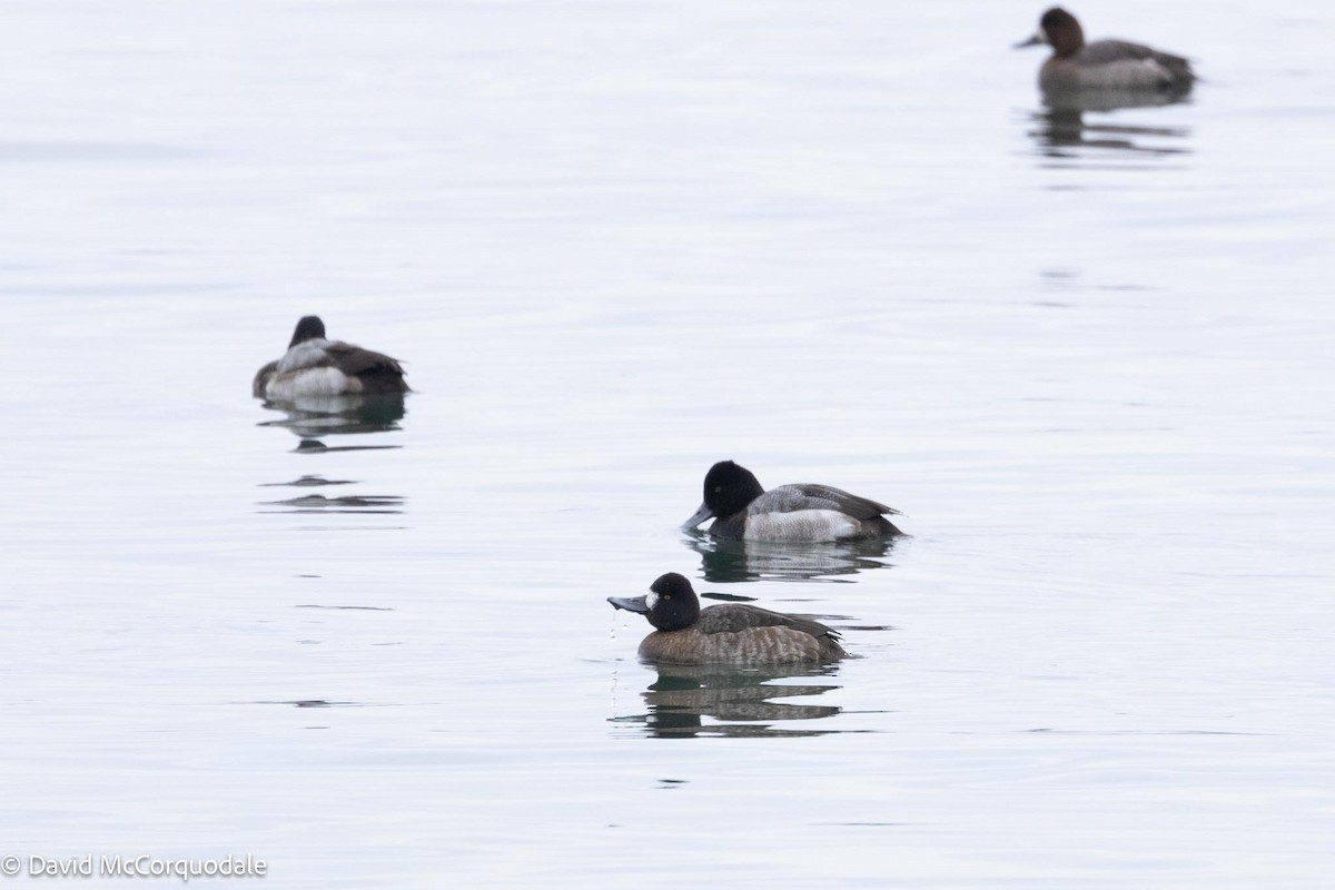 Lesser Scaup - ML614333807