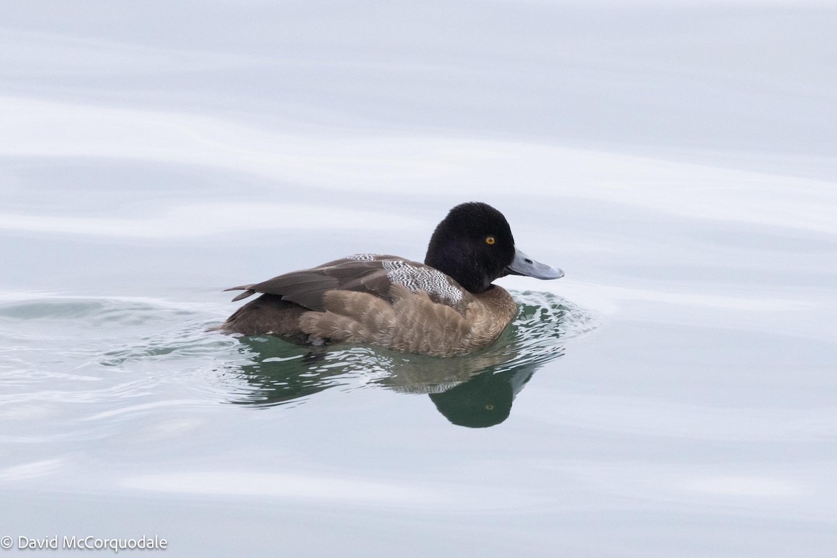 Lesser Scaup - ML614333810