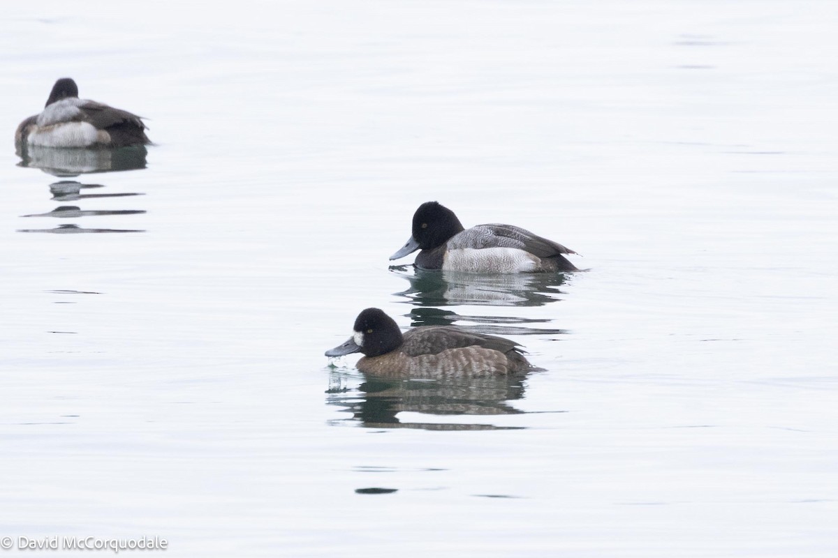 Lesser Scaup - David McCorquodale