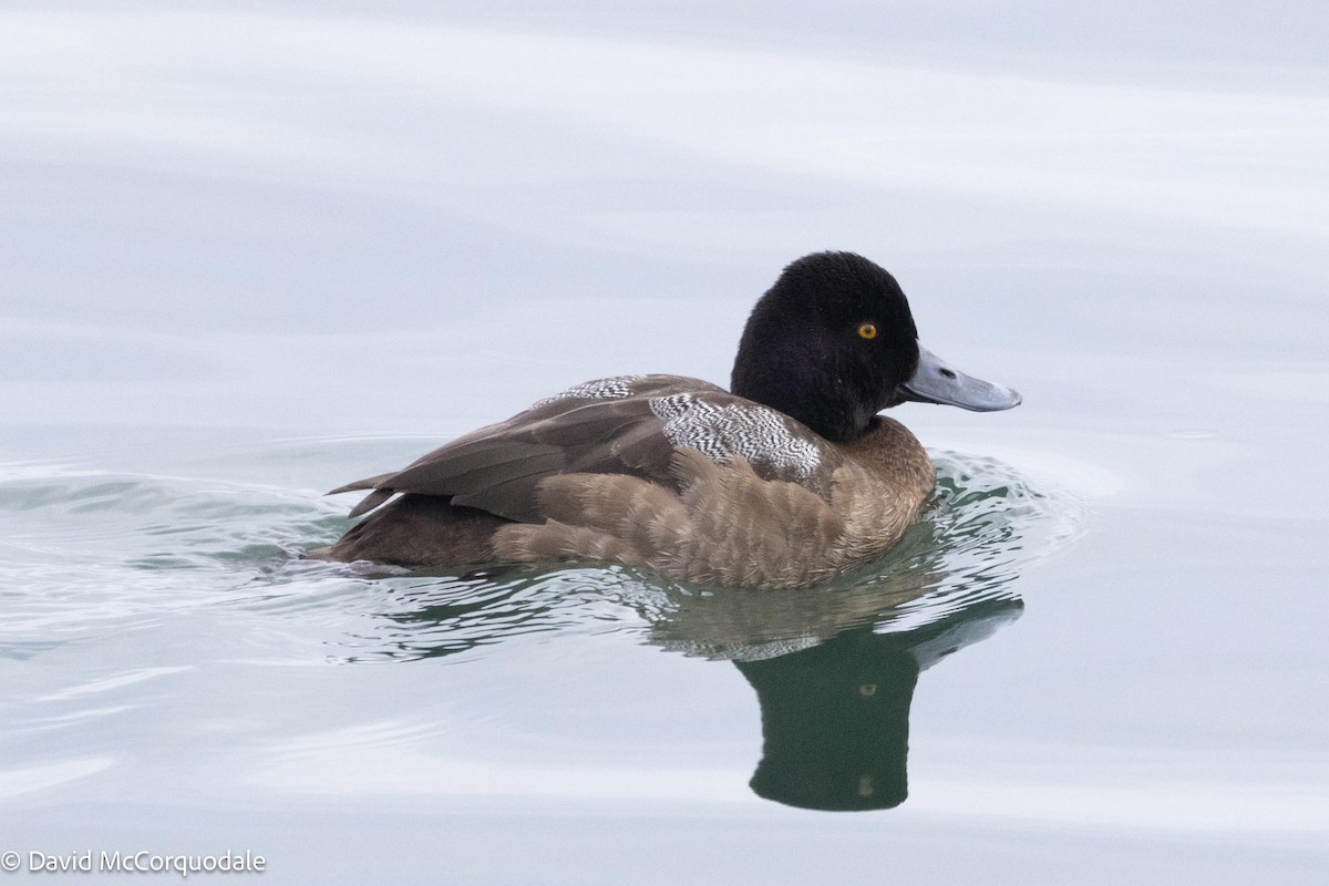 Lesser Scaup - David McCorquodale