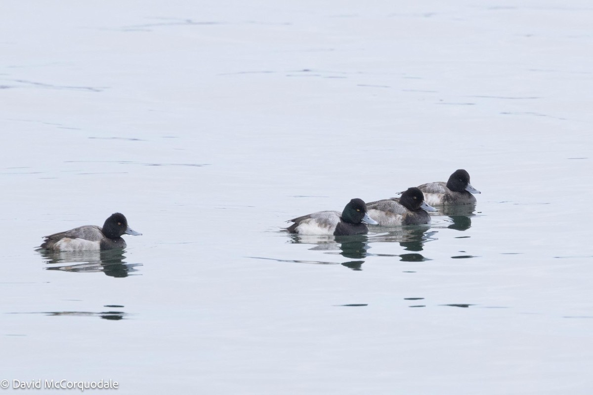 Lesser Scaup - David McCorquodale