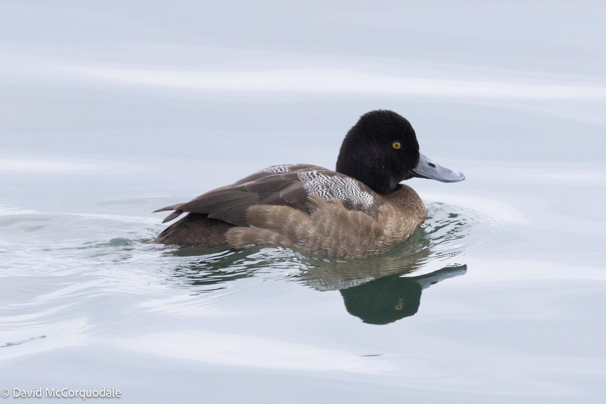 Lesser Scaup - David McCorquodale