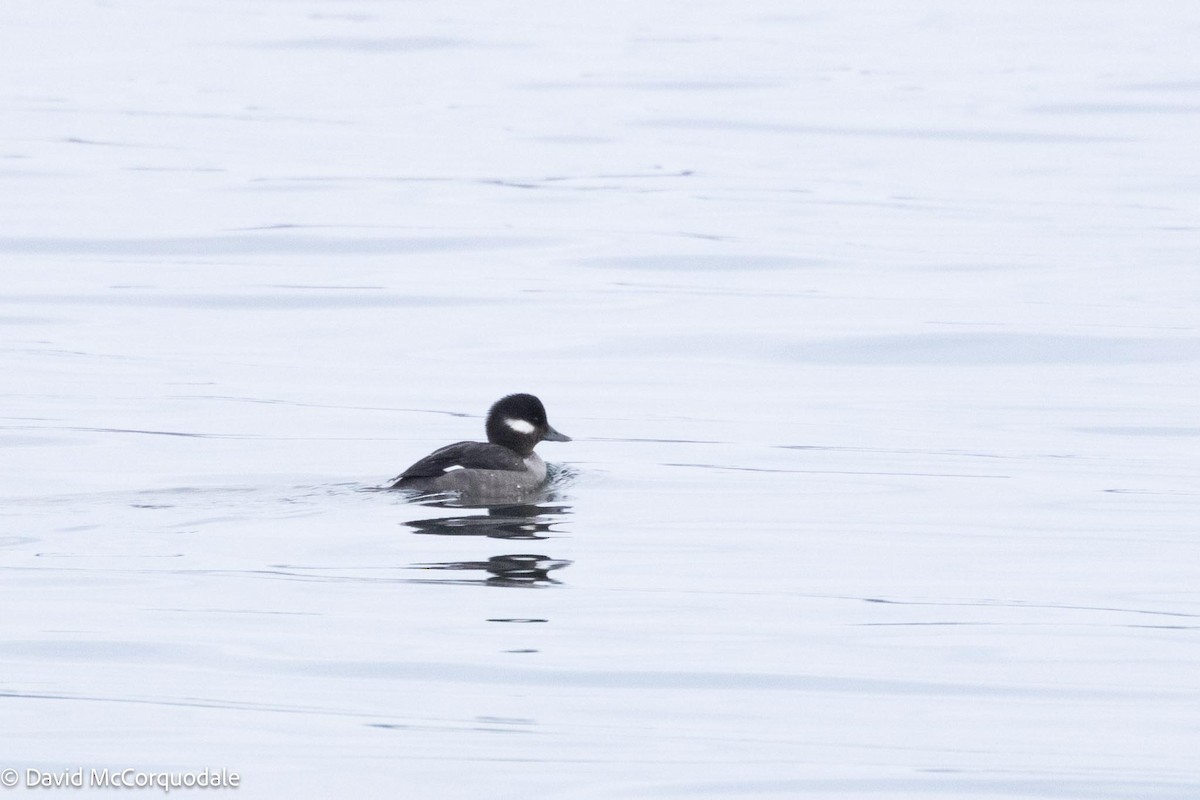 Bufflehead - David McCorquodale