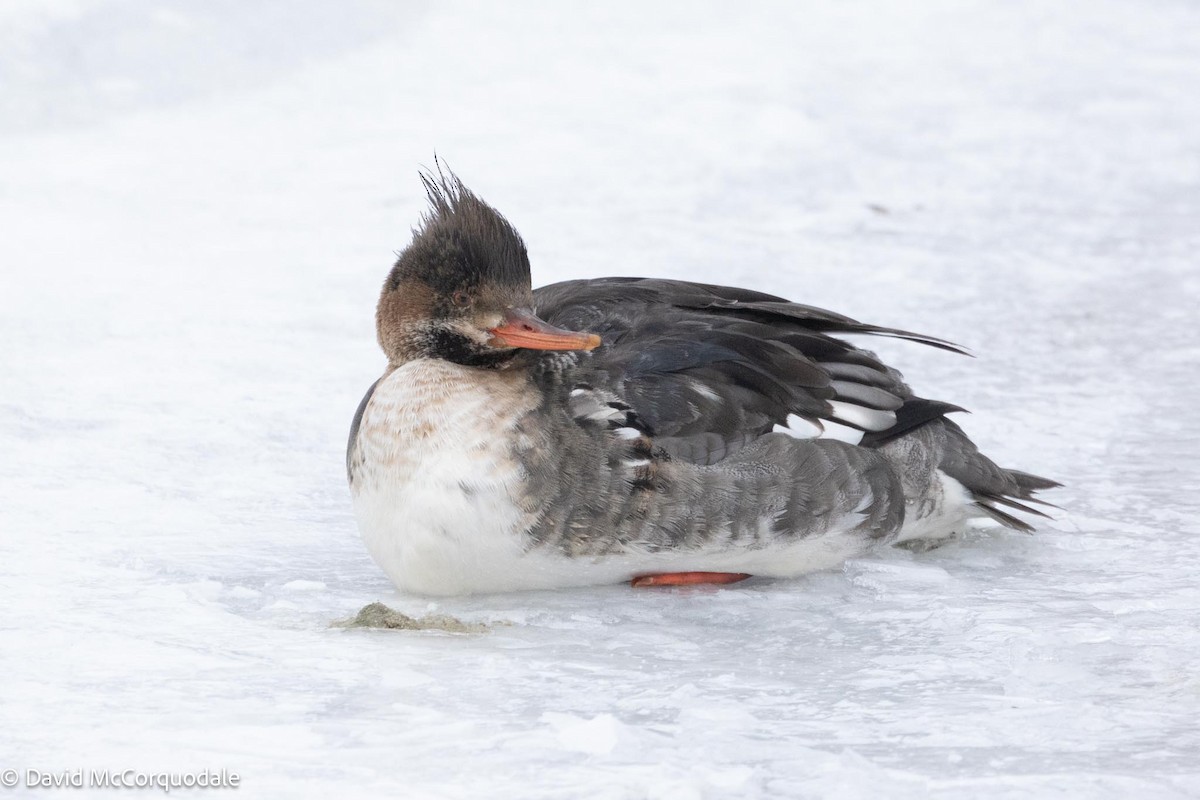 Red-breasted Merganser - David McCorquodale