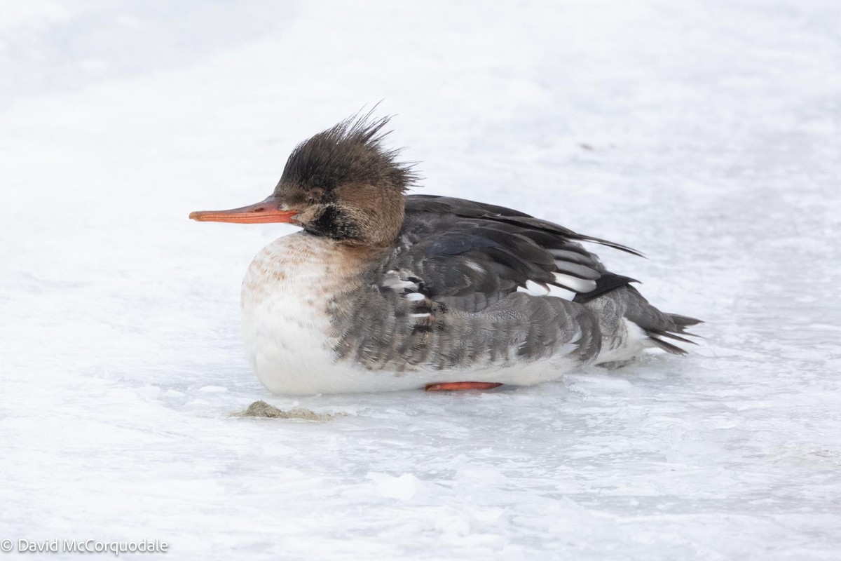 Red-breasted Merganser - David McCorquodale