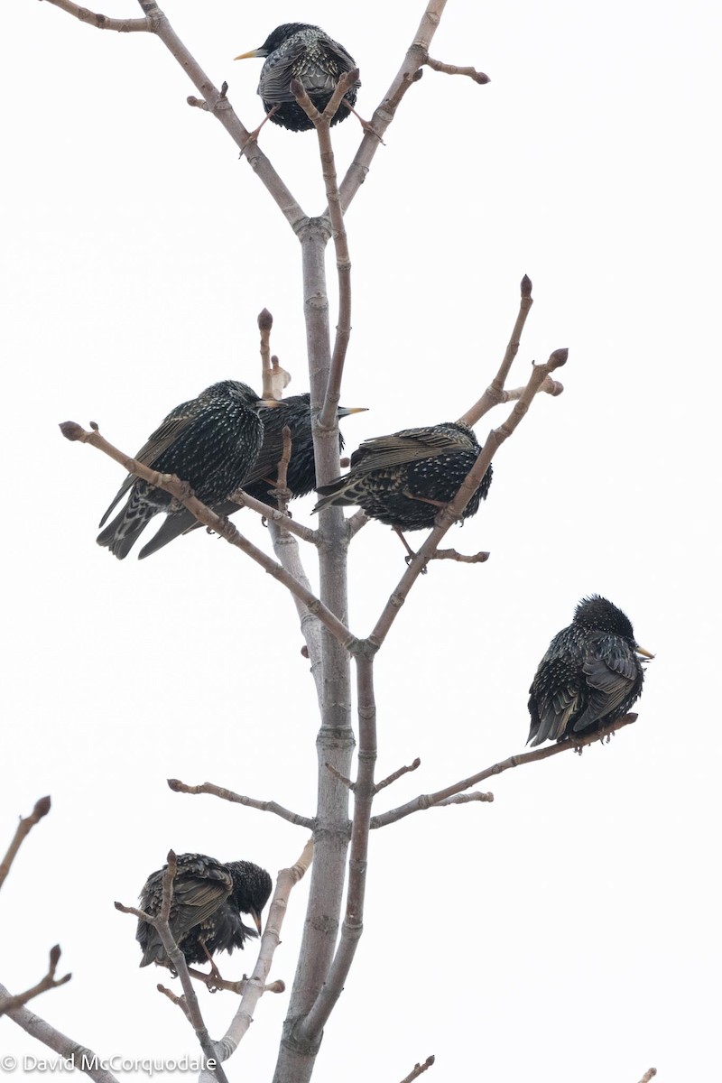 European Starling - David McCorquodale