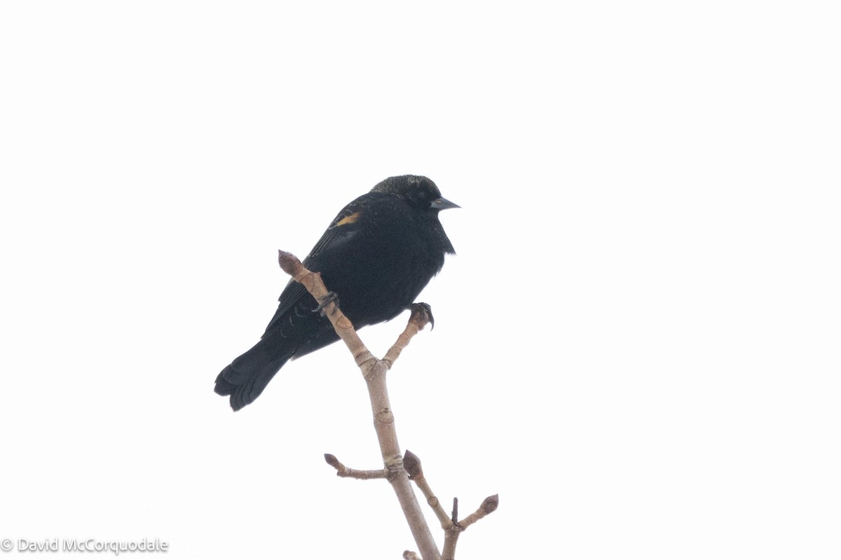 Red-winged Blackbird - David McCorquodale