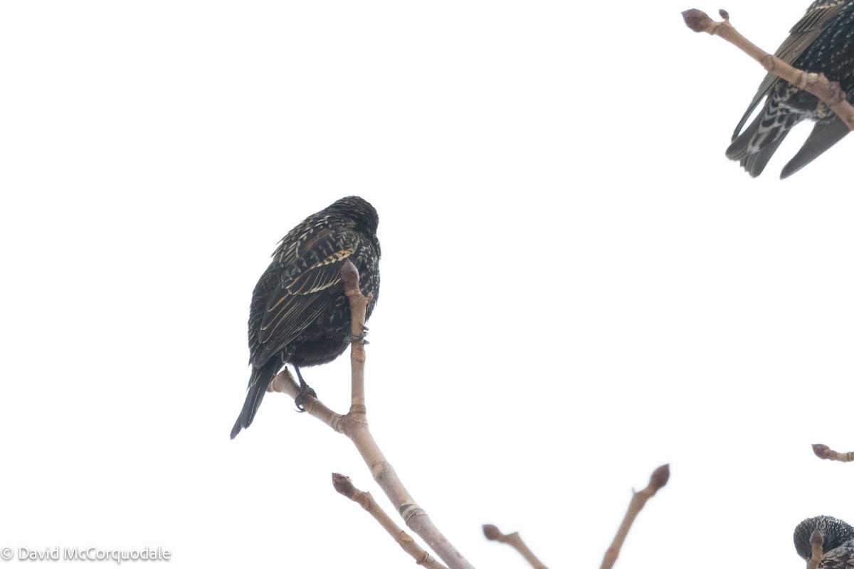 Red-winged Blackbird - David McCorquodale