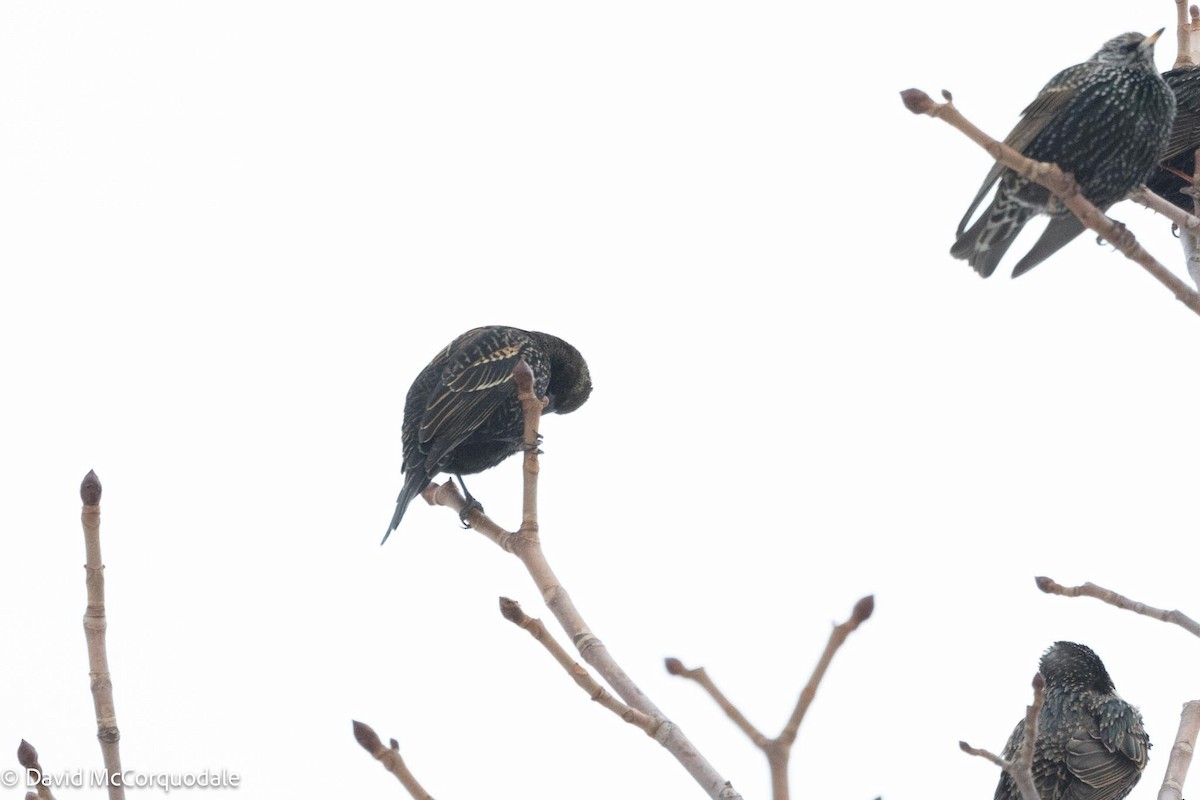 Red-winged Blackbird - David McCorquodale