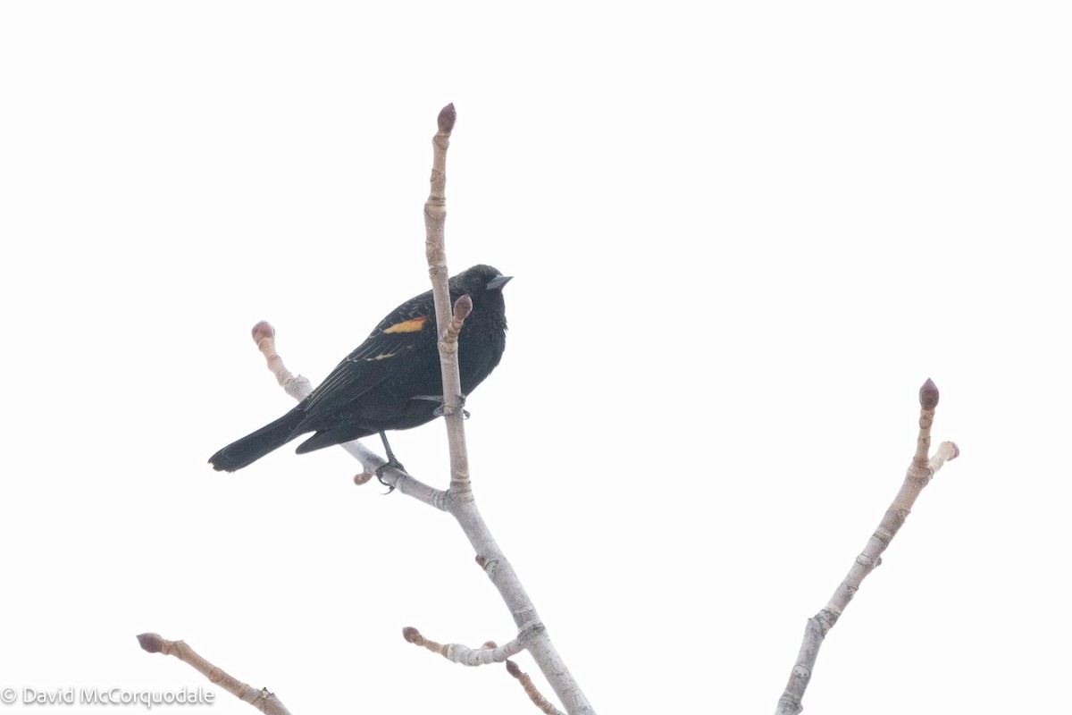 Red-winged Blackbird - David McCorquodale