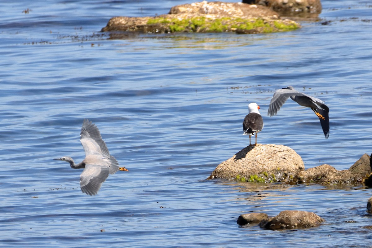 White-faced Heron - ML614333881