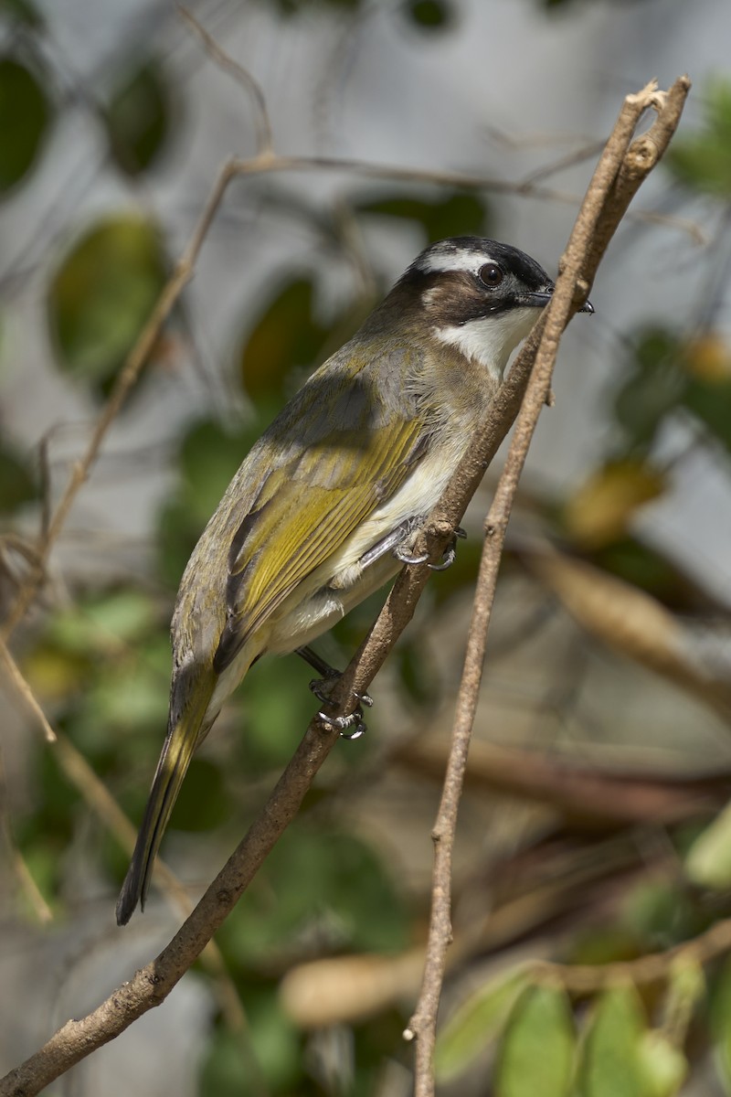 Light-vented Bulbul - Aska Wu