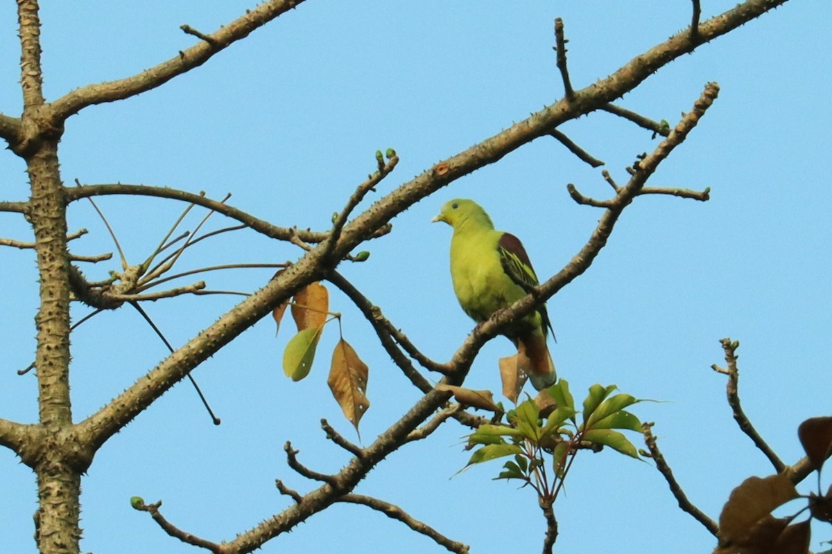 Gray-fronted Green-Pigeon - ML614333893