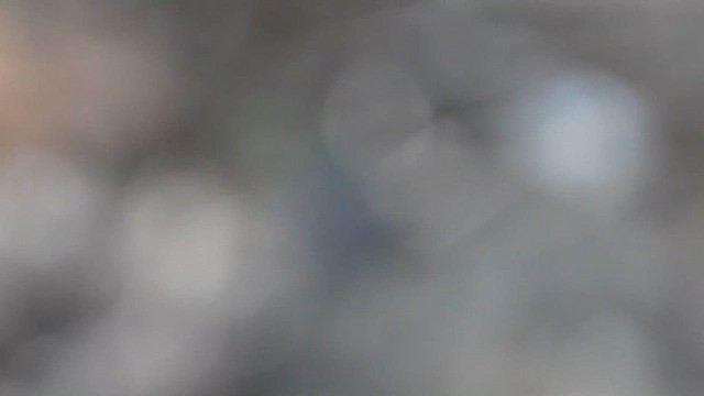 Снежнобровая мухоловка - ML614333900