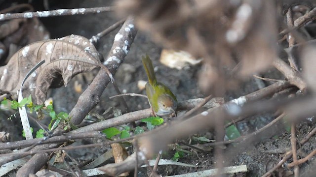 Common Tailorbird - ML614333920