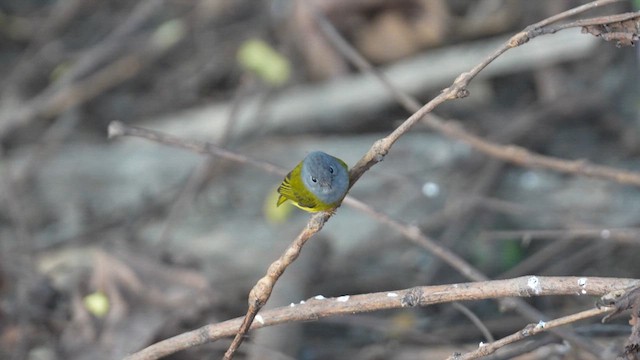 Gray-headed Canary-Flycatcher - ML614333931