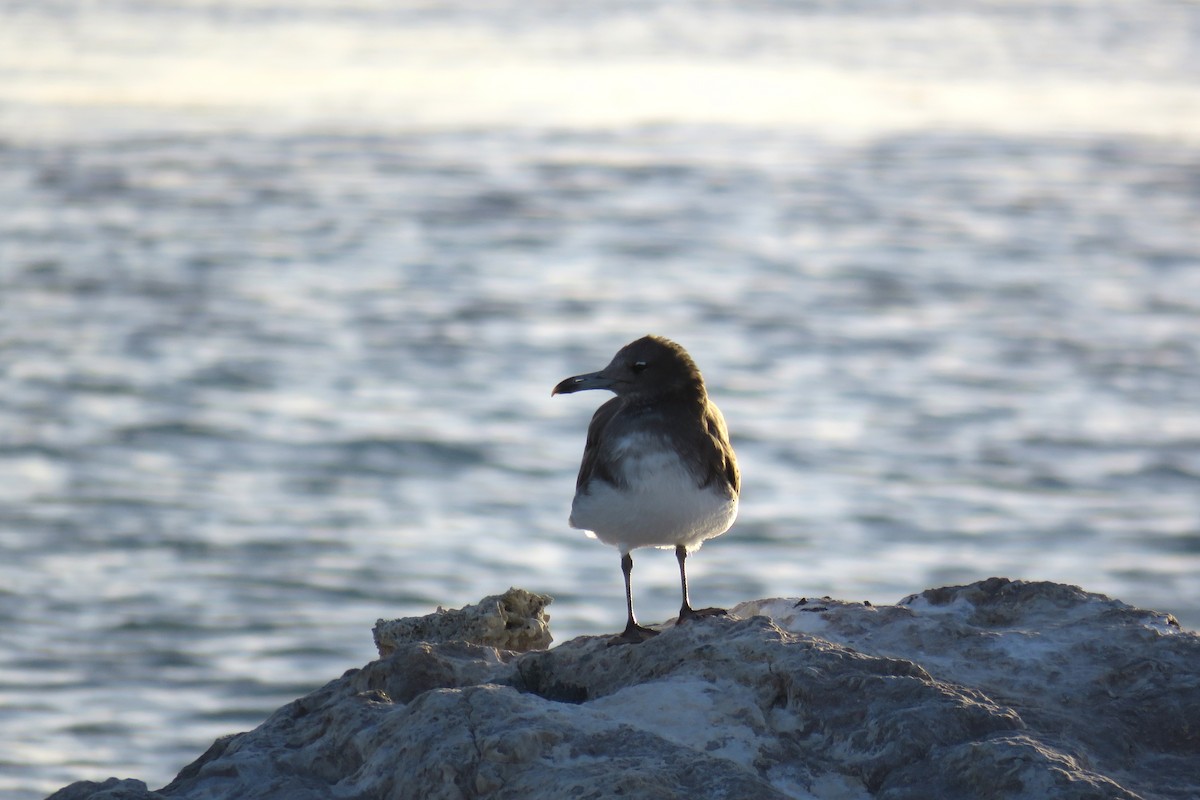 Gaviota Cejiblanca - ML614333952