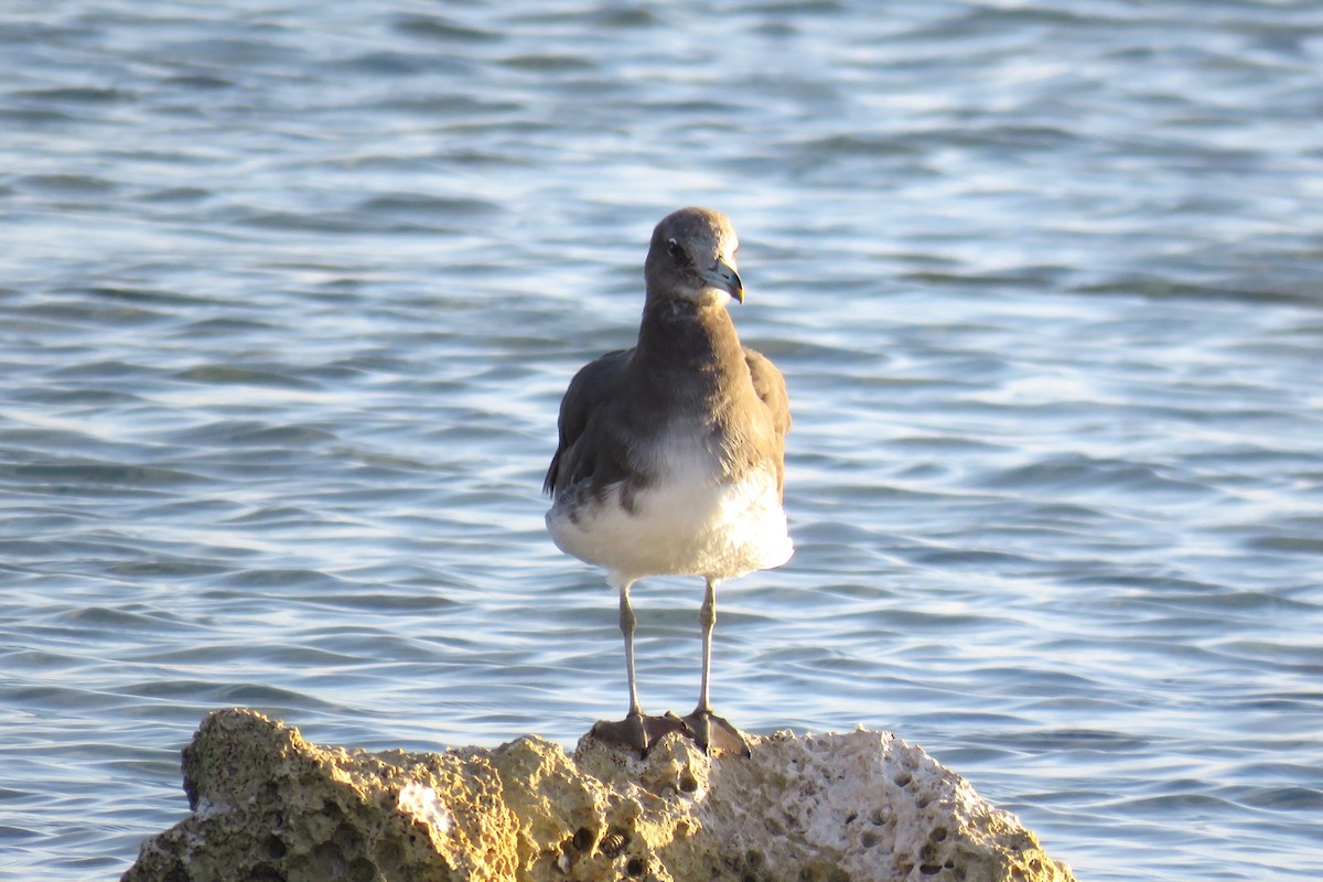 Sooty Gull - ML614333961