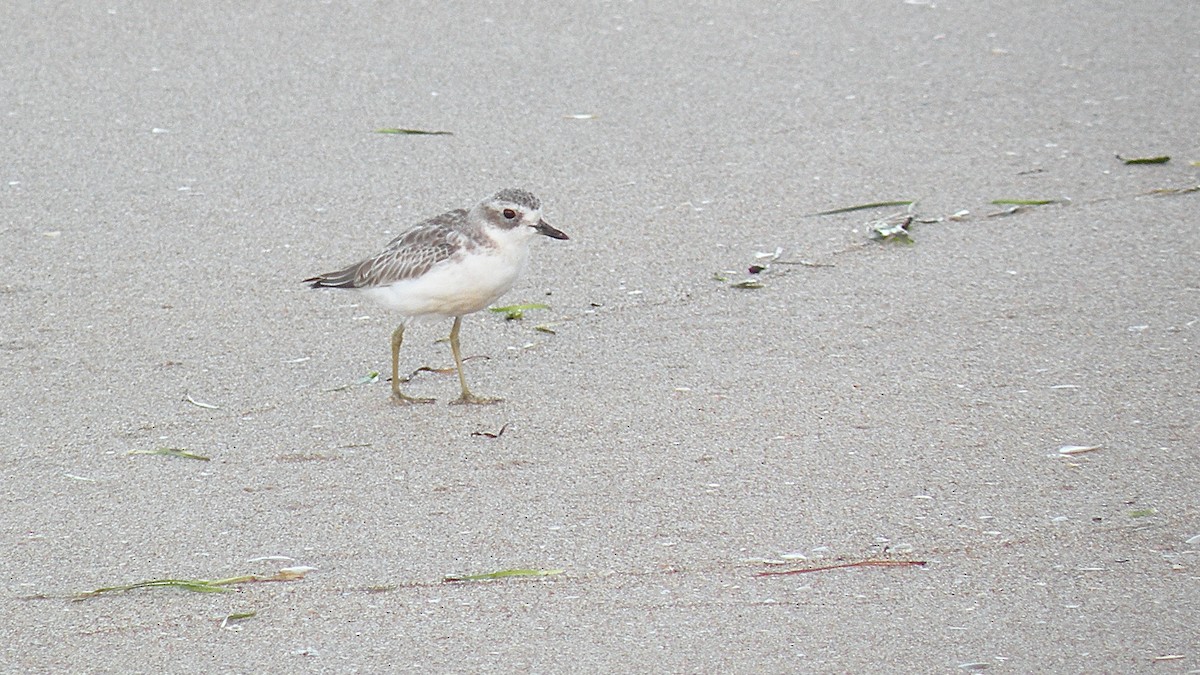 Red-breasted Dotterel - ML614333968