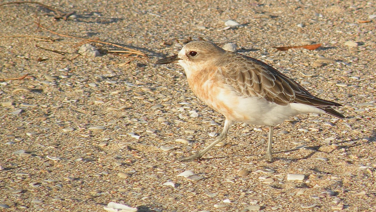 Red-breasted Dotterel - Noah Isakov