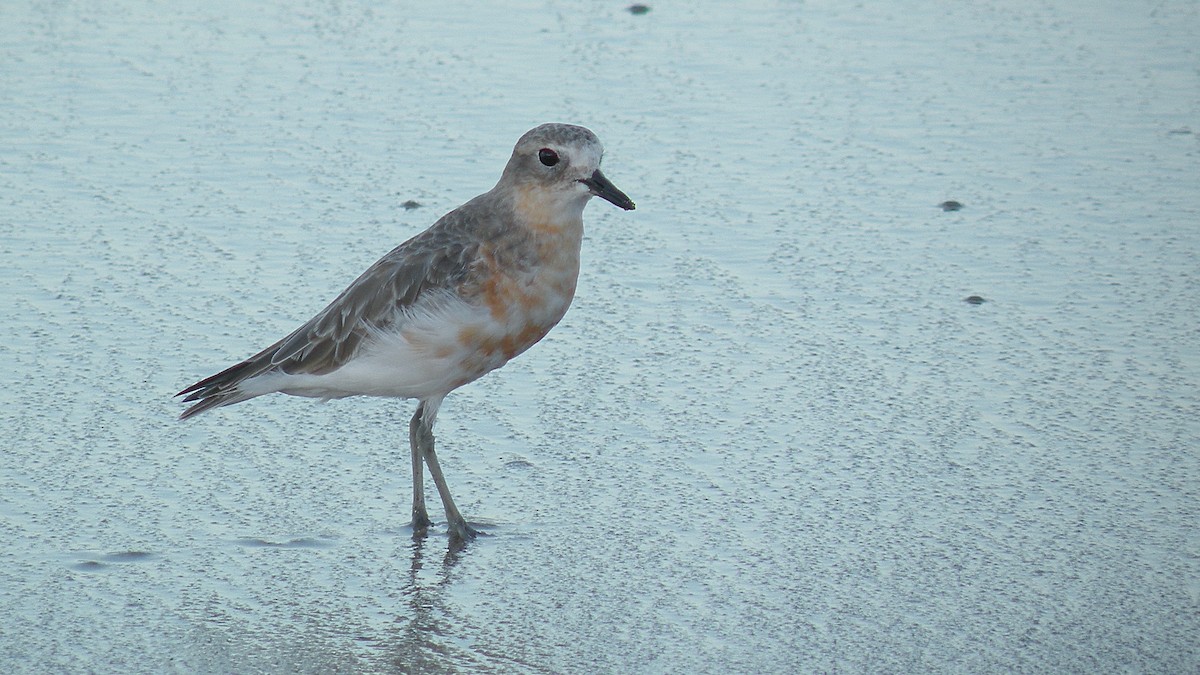 Red-breasted Dotterel - ML614333970