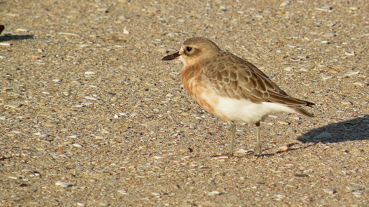 Red-breasted Dotterel - ML614333971