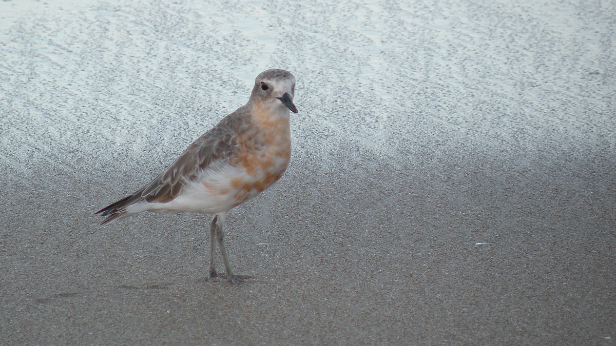 Red-breasted Dotterel - ML614333972