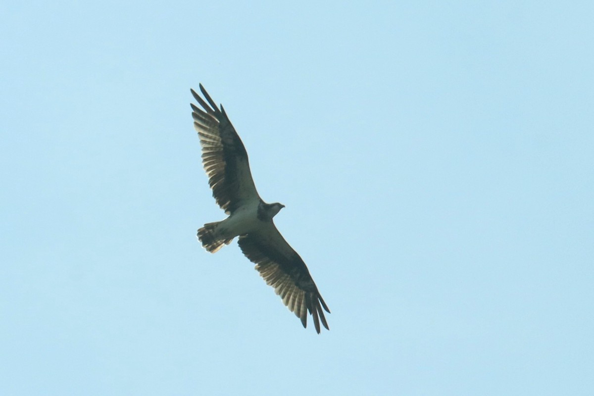 Balbuzard pêcheur - ML614334009