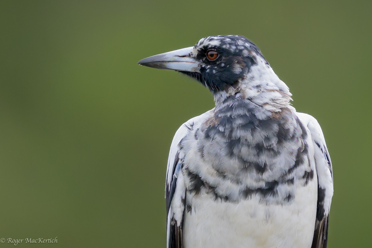 Australian Magpie - ML614334015