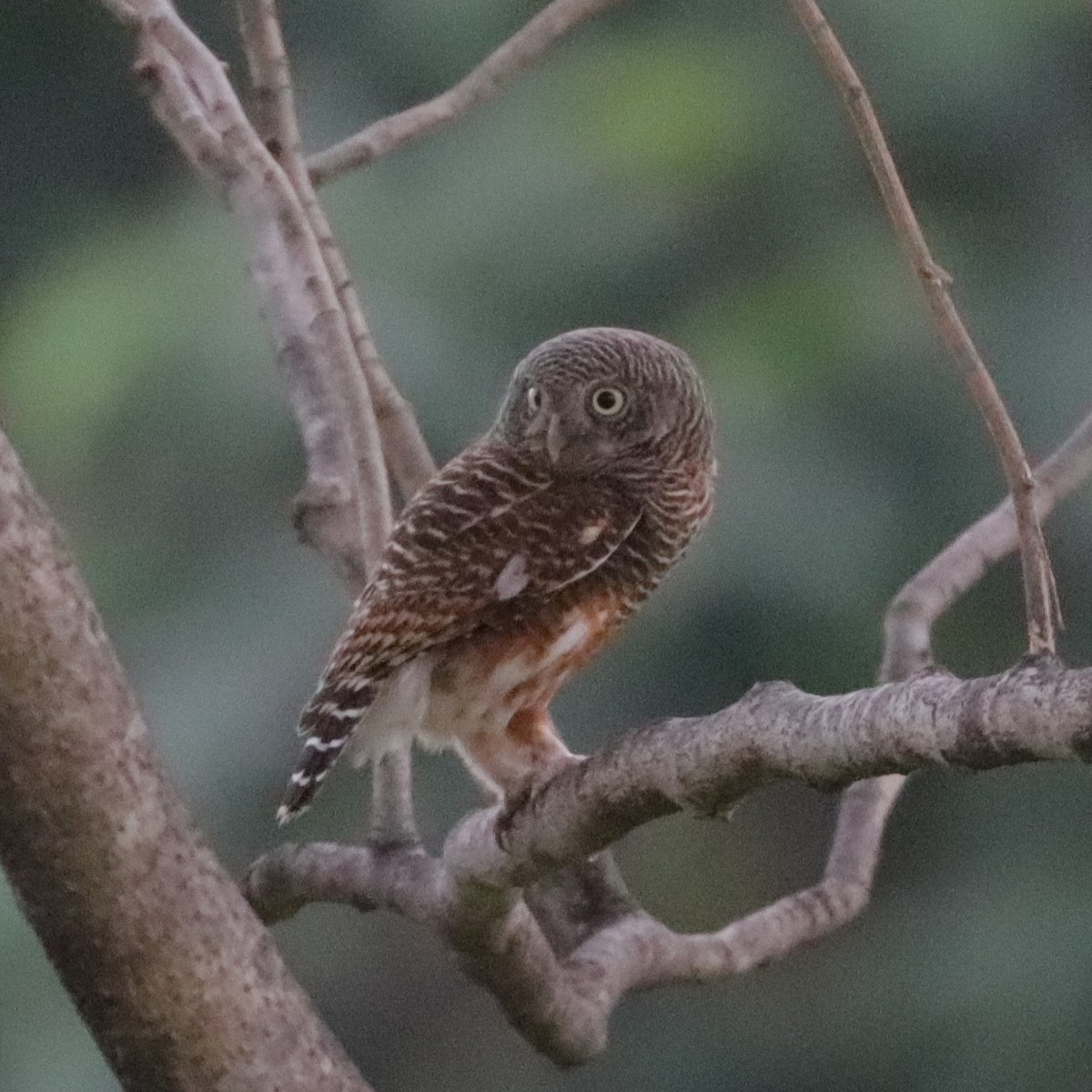 Asian Barred Owlet - ML614334021