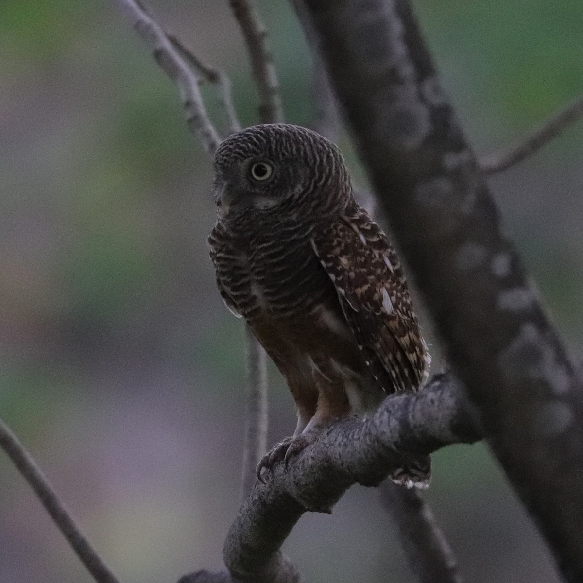 Asian Barred Owlet - ML614334022