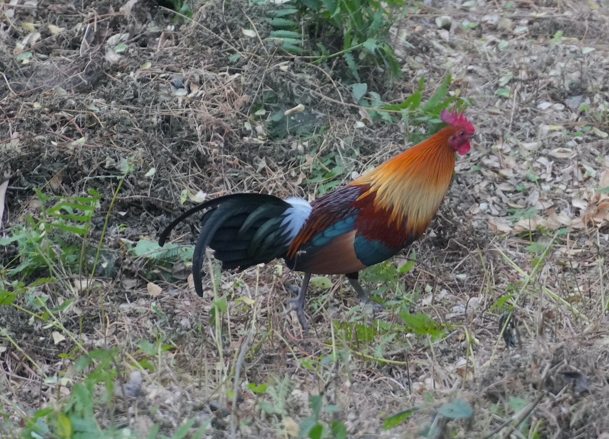 Red Junglefowl - ML614334028