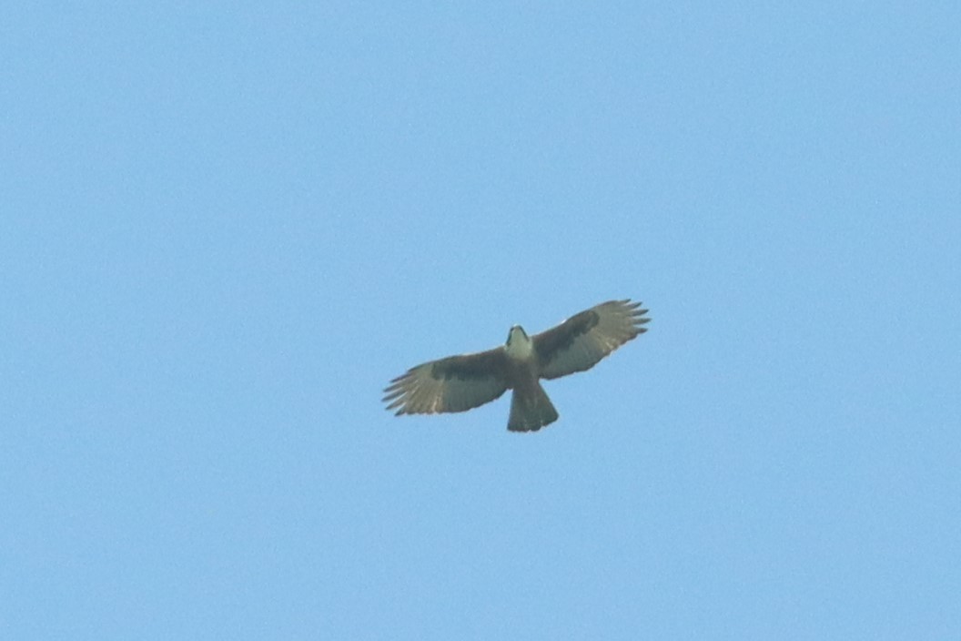 Rufous-bellied Eagle - Jason Estep